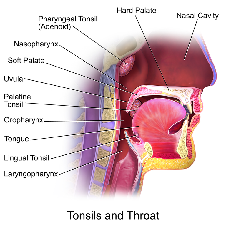 Blausen_0861_Tonsils&Throat_Anatomy2