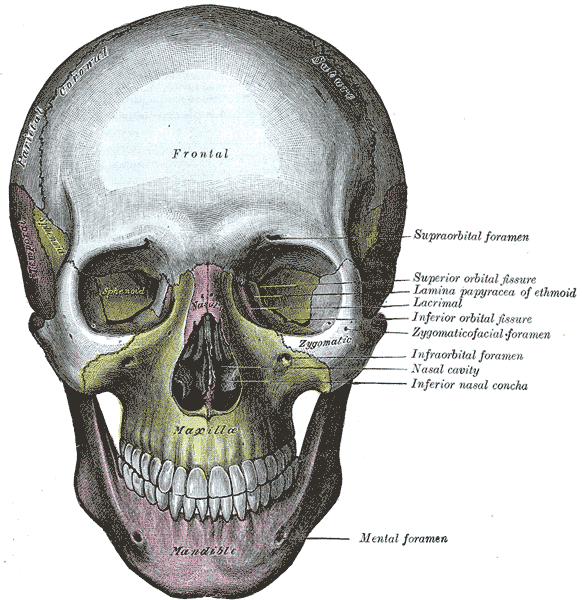 speech impediment braces